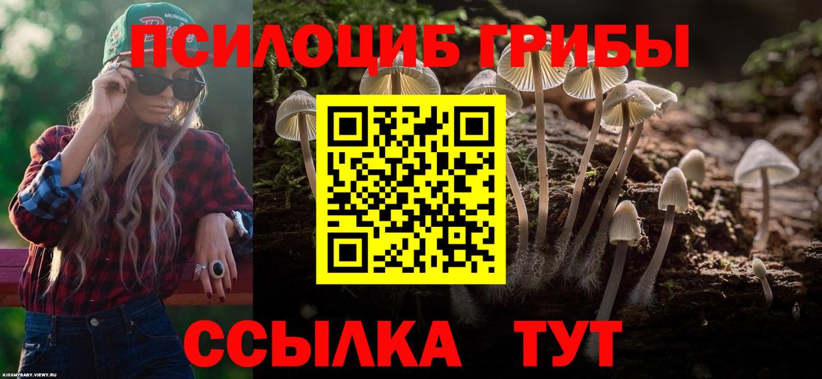 Тулун  Псилоцибиновые грибы прущие грибы  Вход с VPN  Псилоцибиновые грибы Psilocybine cubensis 